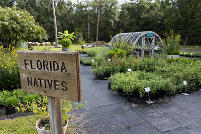A wooden sign reads "Florida Natives" at a plant nursery.