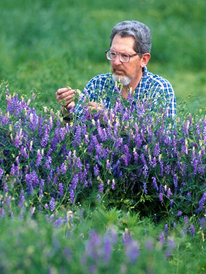 A researcher kneeling in a patch of upright spikes of purple flowers.