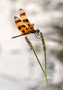 Dragonfly perched on bahiagrass with orange wings striped with brown.