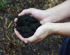 Fully broken-down compost, or humus, is very dark almost black and very uniform in texture.