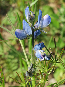 Upright stalk with tiny blue flower arranged up and down it.
