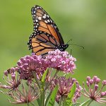 Orange and black butterfly rests on a cluster of small dusty pink flowers.
