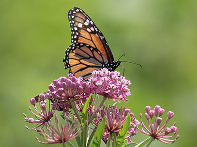 Orange and black butterfly rests on a cluster of small dusty pink flowers.