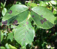 Three green leaves of rose plant with dull black spots on two leaves.