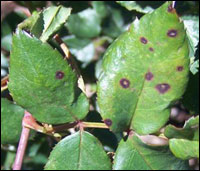 Green rose leaves with much smaller dull black spots.