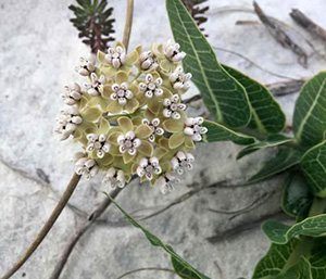 Sandhill milkweed growing on the beach, a cluster of green white tiny flowers and elongated hairy green leaves.