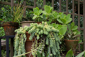 A group of green succulent plants in pots on a deck.