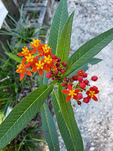 Non-native tropical milkweed has long narrow green leaves and loose clusters of small star-shaped flowers mostly deep orange with yellow centers.