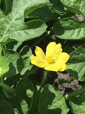 Yellow flower of watermelon plant.