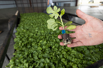 Watermelon seedlings: many in the background and one held up in a hand.