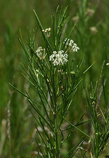 Whorled milkweed has thin, almost needle-like foliage that grows in a whorled pattern from its stem. Its white flowers resemble those of other milkweeds.