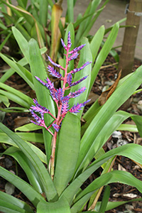 This bromeliad grows upright with green stiff leaves and a stalk of purple flowers.