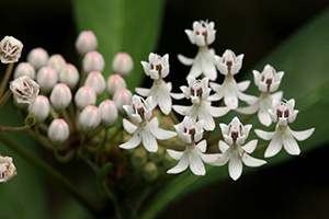 Very close view of the tiny white flowers of aquatic milkweed.