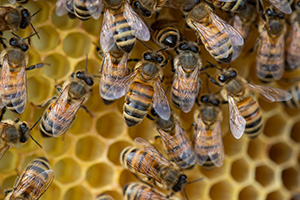 Honey bees working on a newly created wax comb.