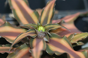 A foliage plant with strappy leaves growing out and flat. They're striped: purple in the center, then pale pink, and edged in green.