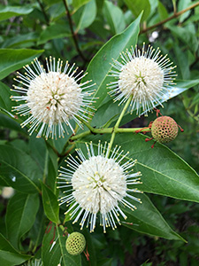 Buttonbush flowers are round clusters of tiny white flowers with much longer stamens growing out in all directions, looking much like a pink cushion.