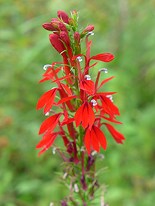 A spike of small but bright red flowers, dew clinging to the pea-blossom shaped petals.