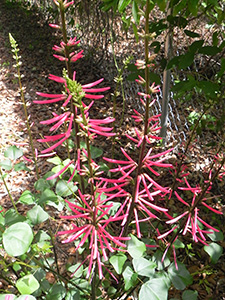 Weedy plant growing alongside a road, with tall spikes of red tubular flowers.