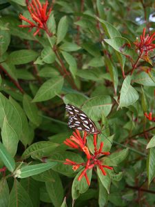 butterfly on cluster of long red-orange tubular flowers of firebush.