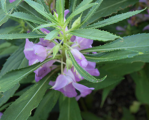 An upright stalk with long green leaves up and down straight out, interspersed with light purple blossoms.