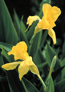 Two yellow floppy iris-like flowers of golden canna.