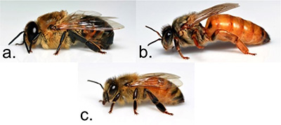 The three types of honey bees: male drones are bigger and rounder, queens are longer, and female workers are what you usually see.