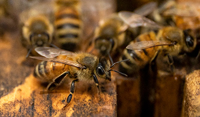 A close look at honey bees
