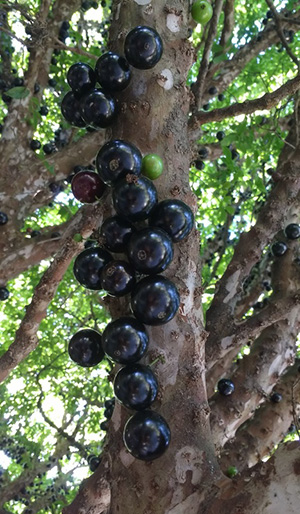Trunk of a jaboticaba tree covered in nearly black round fruits.