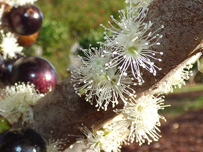 Close look at the fruit and flowers of the jaboticaba tree. Flowers resemble white sea anemones, while the fruit are deep cherry black and very round.