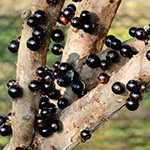 Resembling big black grapes, jaboticaba fruits grow right on the trunk and branches of the tree.