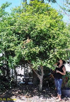 A woman reaches up into a nicely shaped fully mature jaboticaba tree for fruit.