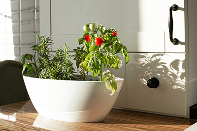 Small white container growing cherry tomatoes and rosemary on a kitchen counter
