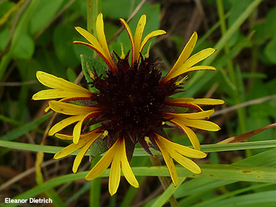 Native flower with large brown fuzzy center and sparse small yellow petals.