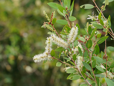 Melaleuca flowers look like small white bottle brushes.