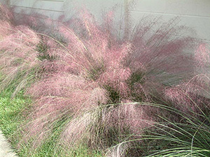 A shrub that's nothing but delicate plumes of pink.