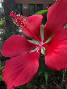 Big red native hibiscus flower with five simple petals and one very long stamen