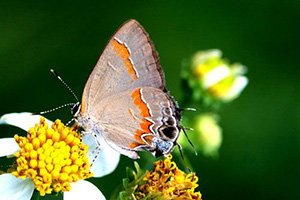 A gray-brown butterfly with an orange-red band up and down the back of its wings.