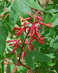 A small stalk with loosely spaced tiny tubular red flowers.