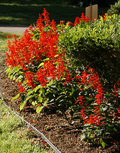 A flower bed full of red salvia in bloom.