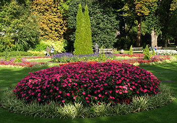 A large mass planting of hot pink Sunpatiens in a London park.