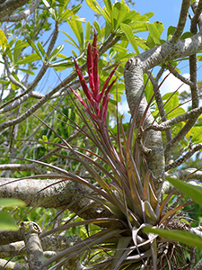 An air plant growing in trees with a red flower-like bract.