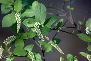 Loose and open shrub with light green ridged leaves and many drooping spikes of tiny white flowers.