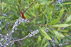 Green leaves of large shrub with some twigs covered in waxy blue berries.