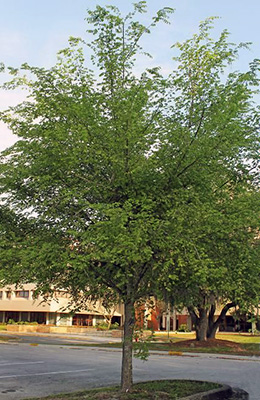A small tree with delicate green foliage growing in a parking lot