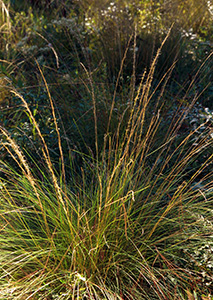 A tall tuft of ornamental grass