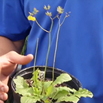Spindly plant with flat leaves at the bottom and a thin stem with a weedy yellow flower