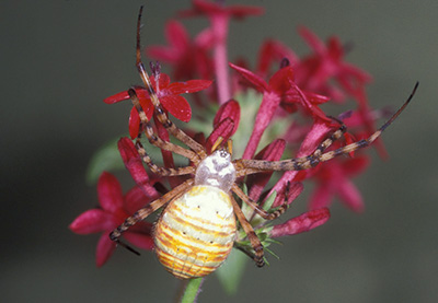 A very big mostly yellow spider on a cluster of pink flowers.