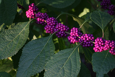 A beautyberry branch covered in clusters of bright purple fruits.