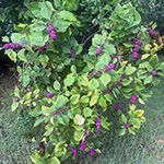 A rather chlorotic looking beautyberry bush, covered in beautiful purple fruit.