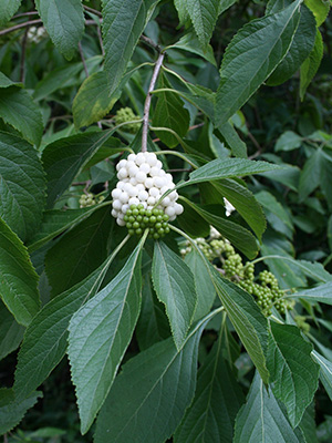 White-fruited beautyberry in North Carolina